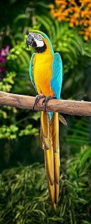 A blue parrot with a white face, a green forehead, and a yellow underside and tail