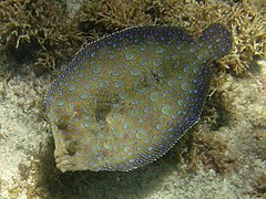 Bothus lunatus (Pleuronectiformes)