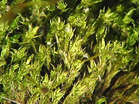 Bryum barnesii