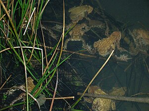 Grote aantallen padden die 's avonds de eieren in dubbele snoeren afzetten.