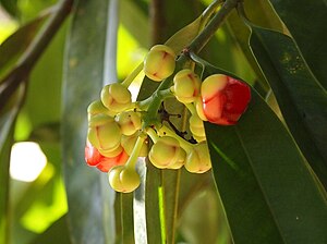 Άνθιση της Garcinia atroviridis.