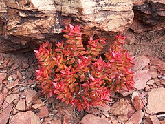 Crassula rupestris ✓