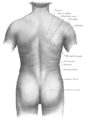 Anatomia de la superfície de la part posterior.