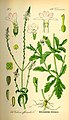 Železník lekársky (Verbena officinalis)