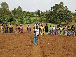 Kasheke farmer field, March 2023