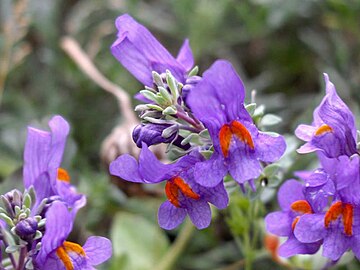 Linaria alpina