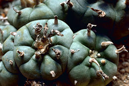 Viljamso lofofora (Lophophora williamsii)