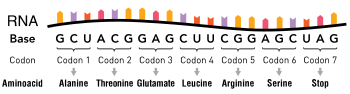 Một phân tử RNA chứa các nucleotide. Nhóm ba nucleotide được gọi là bộ ba mã hóa hay codon, mã mỗi nhóm tương ứng với một amino acid cụ thể.