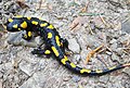 Salamandra plamista