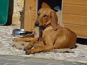 Chien courant italien à poil ras couleur fauve.