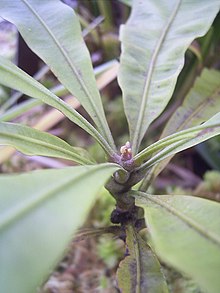 TriphyophyllumPeltatumShoot.jpg