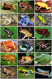 Anura Diversity