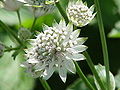 Květenství jarmanky větší (Astrantia major)