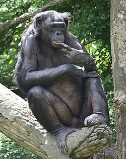 Bonobo (Pan paniscus)