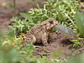 Side view of camouflaged eastern American toad