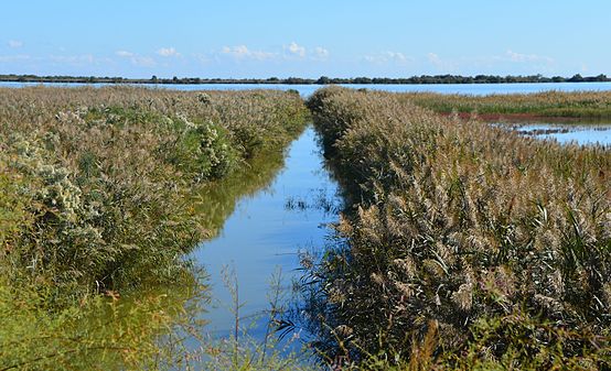 Canal en camargue