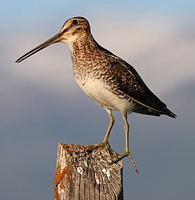 Wilson's Snipe