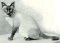 Cora, Siamese femmina di colore seal point (anno 1903) appartenente a Miss Armitage