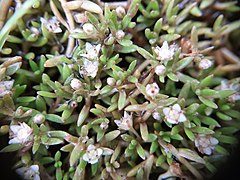 Crassula sinclairii ✓