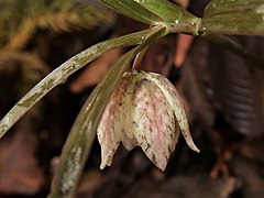 花は椀状鐘形で、花被片の外面に淡紫褐色の斑紋がある。