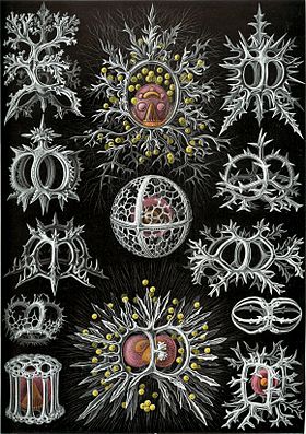 Gravura de Ernst Haeckel, de 1904, na sua Kunstformen der Natur (Formas artísticas da Natureza), mostrando radiolários da superfamília Stephoidea.