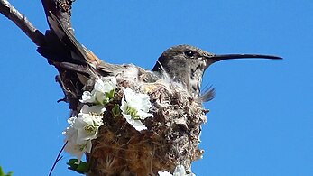 Colibrí incubando en Copiapó, Chile