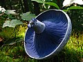 Image 9The blue gills of Lactarius indigo, a milk-cap mushroom (from Mushroom)