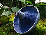 Lactarius azul