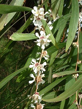 Agonis flexuosa