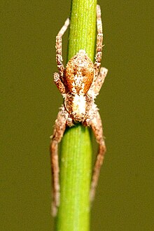 Philodromus sp.-.lindsey.jpg