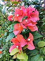 Pink Bougainvillea Flower