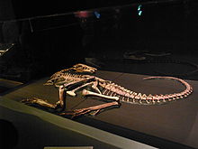 Raptorex skeleton.jpg