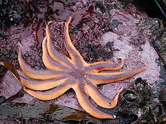 Solaster stimpsoni, una Solasteridae