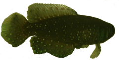 Description de l'image Transparent killifish.png.