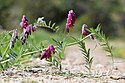 Vicia benghalensis