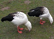 Ouettes des Andes (Chloephaga melanoptera)