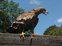 Stepinis erelis (Aquila nipalensis)