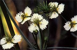 Damasonium californicum