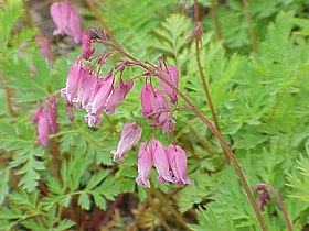 Dicentra eximia