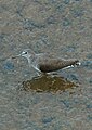 Wintering adult Bharathapuzha river Thrithala Palakkad, Kerala India