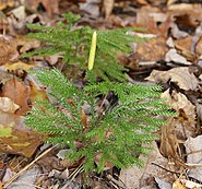 Lycopodium dendroideum,Lycopodiales üyesi