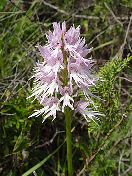 Orchis italica