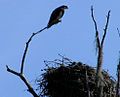 Ospreys are common in the park's lakes