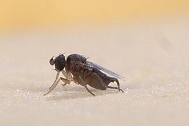 Pseudacteon sp. (Phoridae)