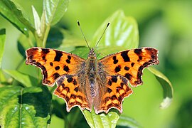 Polygonia c-album