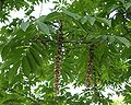 Pterocarya rhoifolia