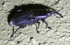 Un gorgojo (Curculionidae) de Bangalore, India