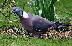 Lauku balodis (Columba palumbus)