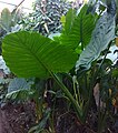 Alocasia calidora