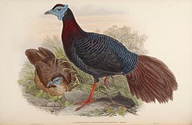 Ilustrace samice (vlevo) a samce (John Gould, mezi lety 1850-1883)